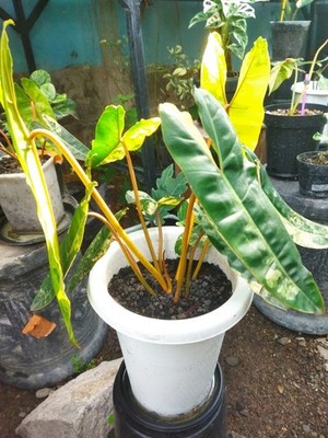 Real Pict Philodendron Billietiae Variegated Big Size Rare Plant Price $800