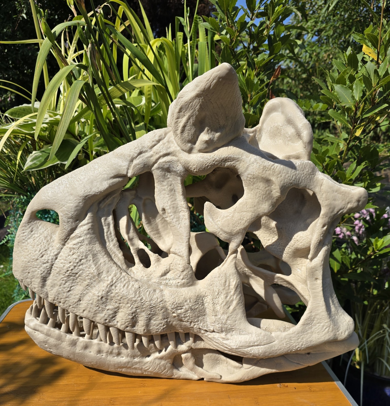 Life-size CARNOTAURUS skull Replica, Fossil
