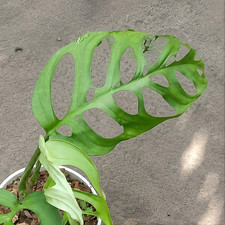 Monstera Esqueleto Rare Tropical Aroid for Collectors Free Phyto