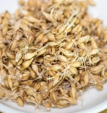 1,000 Barley Seeds, Grain Grass, Cover Crop, Beer Seeds