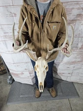 Wild 7 Point Whitetail Deer Antler Rack Horn Skull European Mount Man Cave 127"