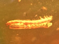 Beetle Larva with gas bubble, Fossil inclusion in Chiapas (Mexican) Amber