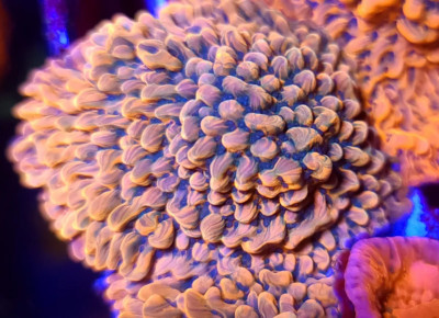 ASD Master Phoenix Montipora * Live Coral Frag * AJs Aquariums | eBay
