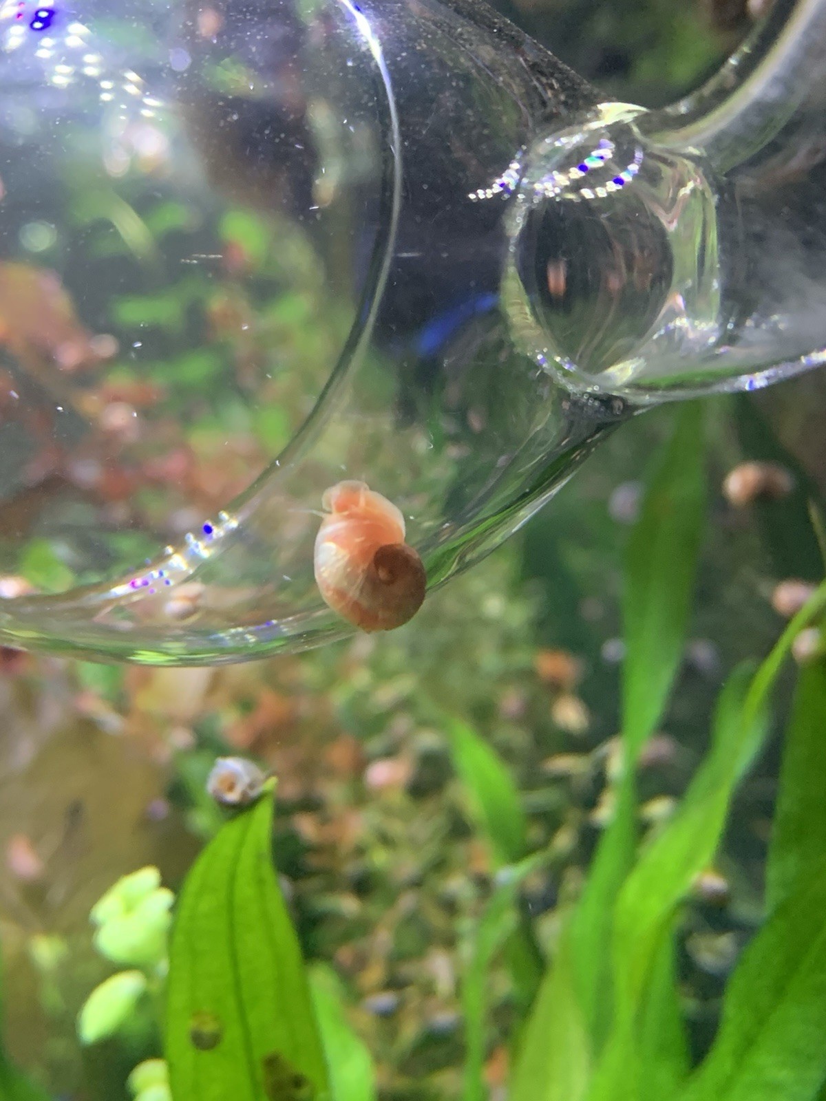 20 + 5 FREE Live Aquarium & Pond Snails Freshwater ( RAMSHORN ) Plus Stems Plant
