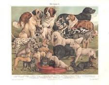 PSY I Mastif Buldog Szpic Mops Dogge Bullterrier Pudel LITOGRAFIA 1895