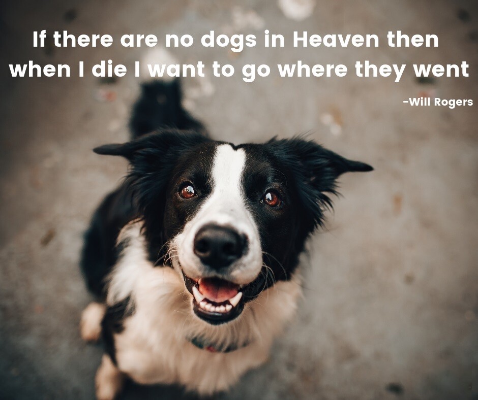 Border Collie dog Will Rodgers quote magnet 3 1/2 X 3 1/2 