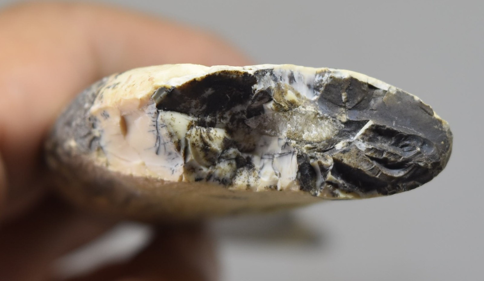 Large Fossilized Tyrannosaurus Rex T-Rex Dinosaur Fossil Tooth 5"