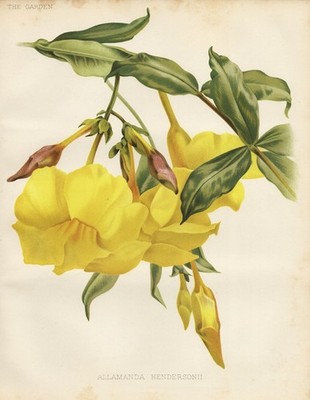 Allamanda hendersonii golden trumpet Mexico botany Robinson Litho 1886