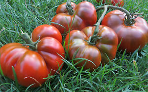 10 graines de tomate rare BURPEE DELICIOUS heirloom tomato seeds méth.bio