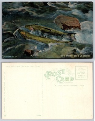 King Salmon Going Up Stream Postcard