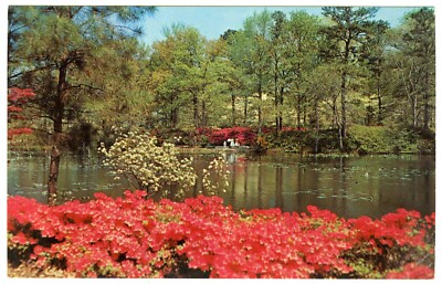 1960er USA Postkarte Azaleenblüte Municipal Gardens Norfolk Virginia unbespielt