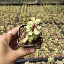 Kaleidoscope Varigated Portulacaria Afra Elephant Bush Succulent Plant Mini Jade