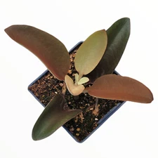 Kalanchoe orgyalis ‘Copper Spoons’ Succulent Plant