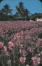 Field of Vanda 'Miss Joaquim' Orchids,Hawaii Bud Thuener Chrome Vintage Postcard