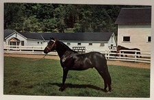 Orcland Bold Fox Morgan Black Stallion, Green Mt Stock Farm Randolph VT Postcard