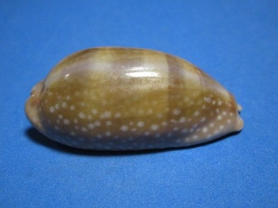 Cypraea cervinetta (Kiener, 1843) ''NICE SPOTS!'' (58.5mm)