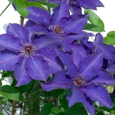 25 Dark Purple Pink Clematis Seeds Flower Seed Perennial Flowers Vine US SELL