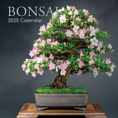 bonsai prix Bonsa Ficus retusa