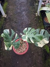 Monstera Deliciosa Creme Brulle Variegated Real Picture Free Phitosanytari