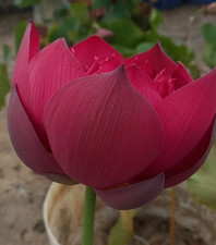 MO HONG Lotusblume Farbe DUNKELROT MIT SCHWARZEM SCHLEIER. GROSSE GRÖSSE