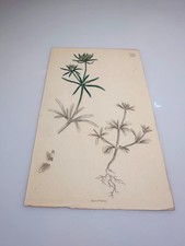 Sowerby 1835 GALIUM APARINE Botanical Hand Colored Plate 2792 Print