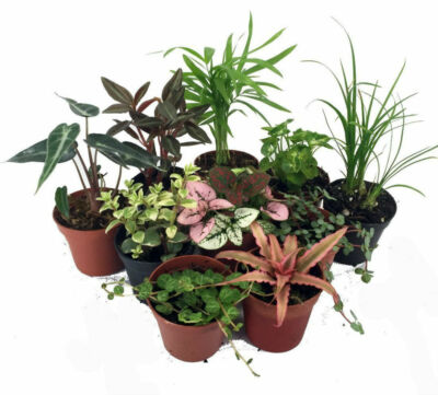 how do i take care of an air plant Airplant Care Card | How to care for Tillandsia Air Plants | Air Plants Care  Guide
