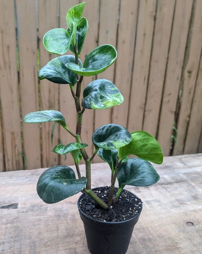 Peperomia Marble Green