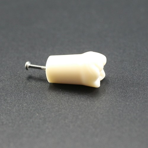 Para Kilgore Nissin 200 Dental Typodont Modelo Dientes Individuales Atornillable 10 un./paquete - Imagen 12 de 93