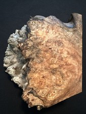 Spalted Maple Burl, Live Edge, 6 1/2  Long, 5...