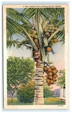 Vintage Florida Coconut Palm Tree Lithograph Postcard 1941