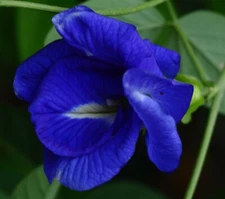 Clitoria ternatea Double Blue | Butterfly Pea | 50_seeds