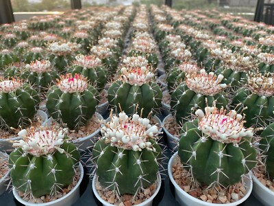 Melocactus violaceus ssp. magaritaceus (Sds.) | eBay