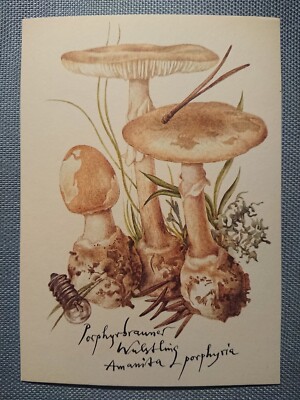 Old Postcard Porphyry Brown Wulstling Planet Publishing Berlin