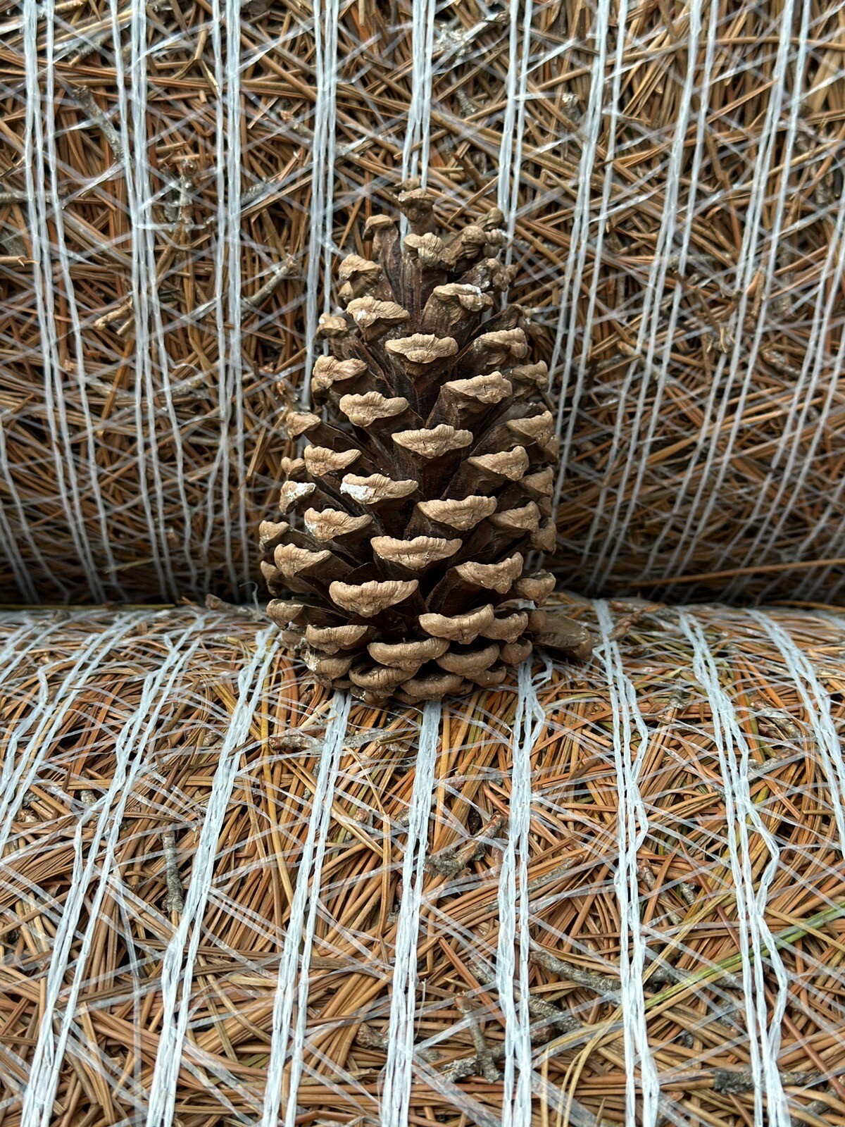 large pine cones for sale. Assorted Box Of 20 Cones eBay