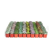 Shop Succulents Rosette Succulent Plant Pack Bulk Collection, Live Mini Succu...