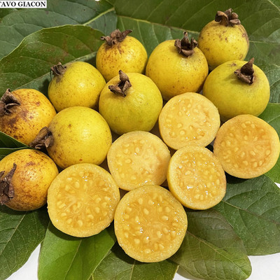 Psidium guineense, Brazilian Guava Tree Se eds Fresh Harvest 2025