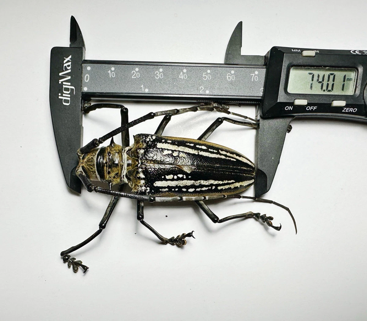 Batocera for sale | eBay