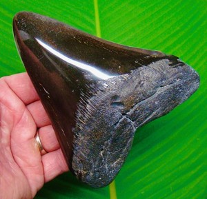 5.57” MEGALODON SHARK TOOTH Real Fossil - XL JET BACK