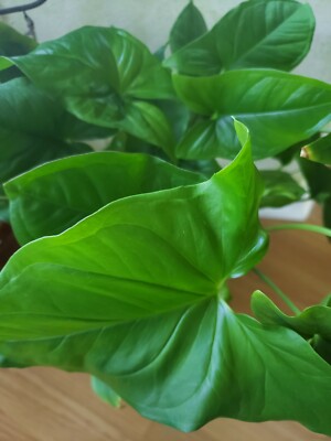 Emerald Gem - Syngonium Podophyllum - Arrowhead Vine Philodendron Plant |  eBay