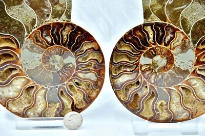 Fossil Pair Ammonite Great Color Crystal Cavities 147mm XXLRG 5.8'' 155mm n2923xx