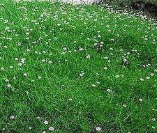 Sagina Irish Moss subulata Crispy 2,000 seeds