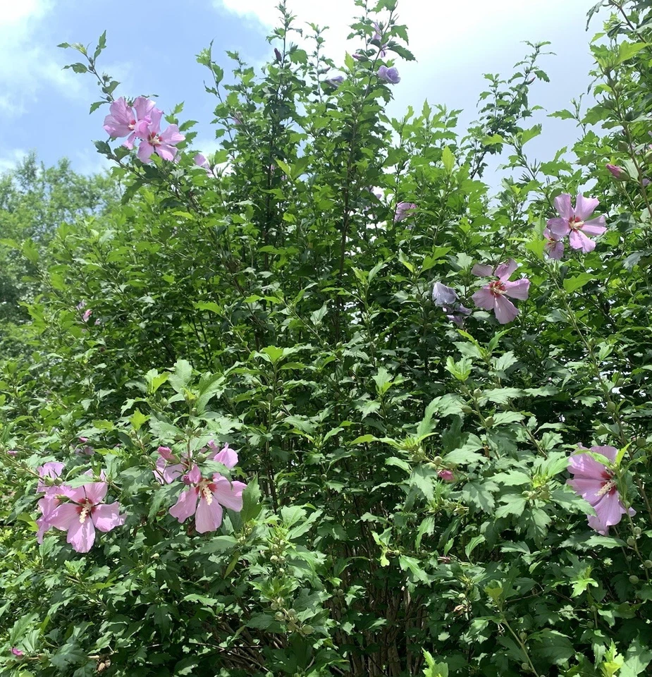 1 Beautiful Hibiscus Rose Of Sharon Althea Flowering Plant Potted Edible 7-12” - Image 2 of 4