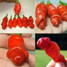 100Pcs seeds Peter Pepper Heirloom Hot pepper NON GMO seeds