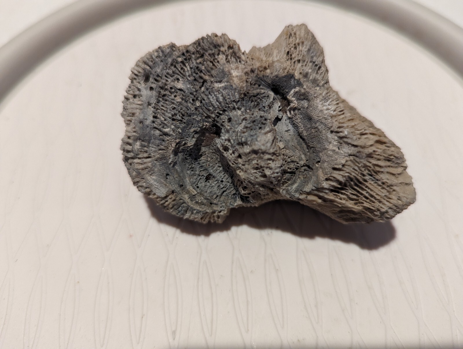 Fossil Coral Florida 3.8oz fossilized coral rock marine fossil eBay