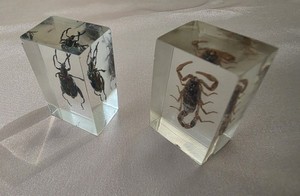 2 Acrylic Insect Bug Species Blocks Jeweled Frog Beetle - Northern Scorpion