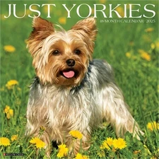 Yorkies 2026 12 X 12 Wall Calendar (Bookbook - Detail Unspecified)