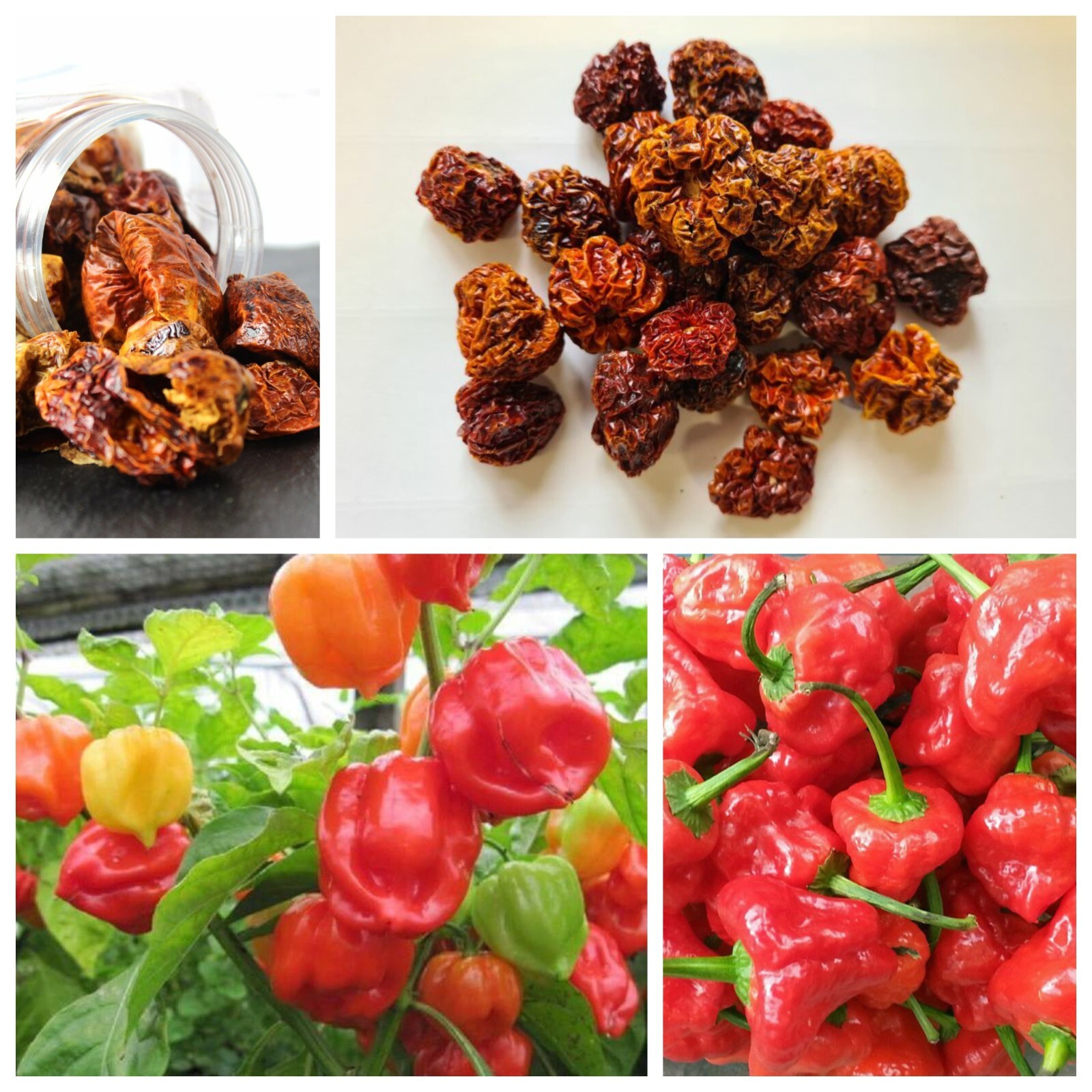 250+ Dried Scotch Bonnet Pepper Pods Reaper Pepper Organic Hottest ...