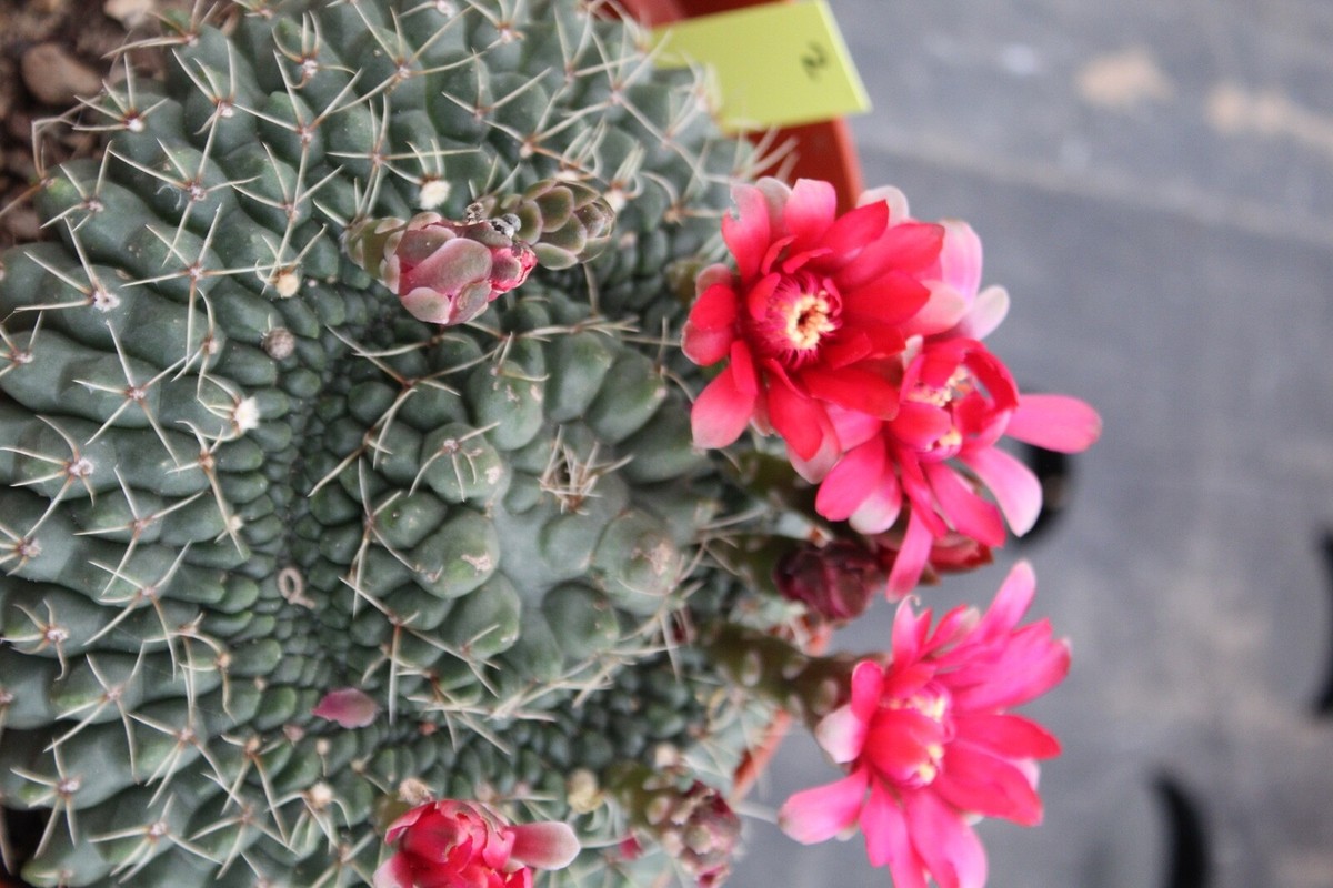 Gymnocalycium baldianum monstrose big plant 6” Pot | eBay