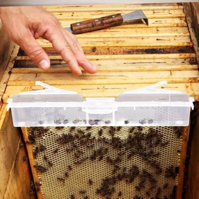 Bienenstock Käferfalle 10 Packungen Klar Kunststoff Wiederverwendbar Käfer Blaster für Imker...
