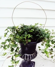 5 English ivy Live Evergreen plants, for outdoors Bare Root (evergreen vine) 